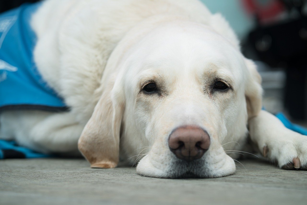 Golden Retriever - Ashley Craig Pet Products